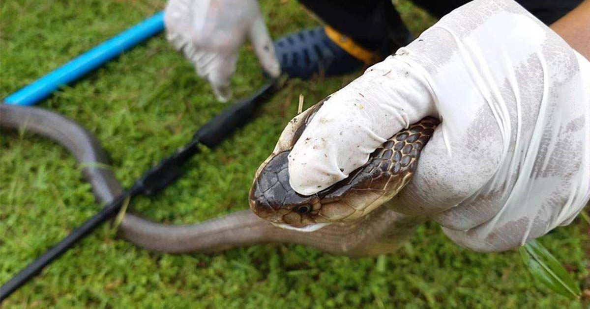 งูเห่าตัวใหญ่