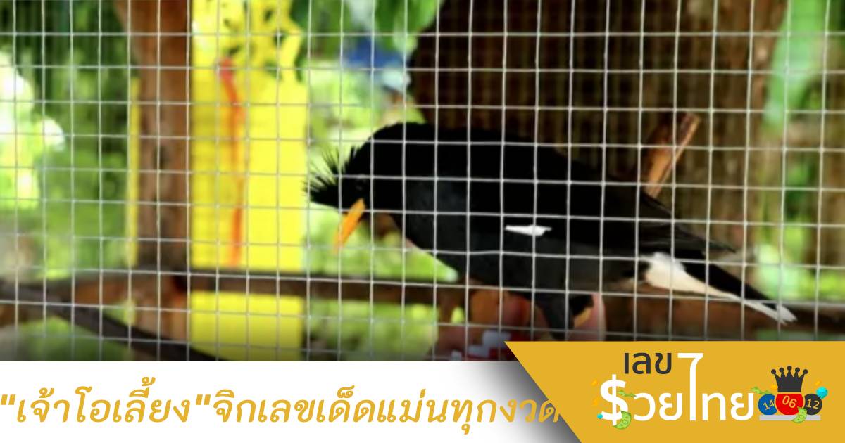 “เจ้าโอเลี้ยง” แม่นจริง จิกเลขเด็ดให้โชคคอหวยมาแล้วหลายงวด