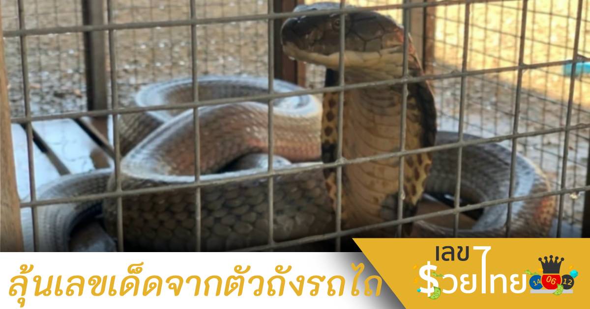 งูจงอางขดในรถไถไม่ไปไหน ไม่พลาดแห่ดู”เลขเด็ด”จากตัวถังรถ