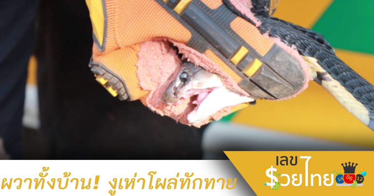 ผวากันทั้งบ้าน! นอนเล่นอยู่ดีๆ มีงูเห่ามาทักทายถึงบ้าน
