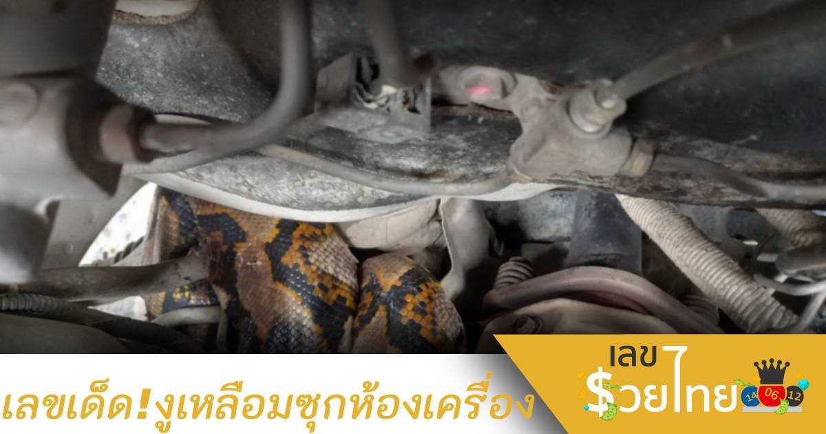 แห่ดูเลขเด็ด! งูเหลือมแอบซุกในห้องเครื่อง