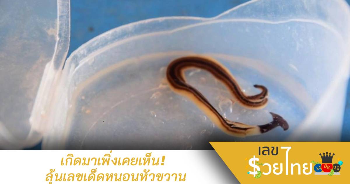 เกิดมาเพิ่งเคยเห็น “หนอนหัวขวาน” เจ้าของบ้านไม่พลาดนำเลขที่บ้านไปเสี่ยงโชค