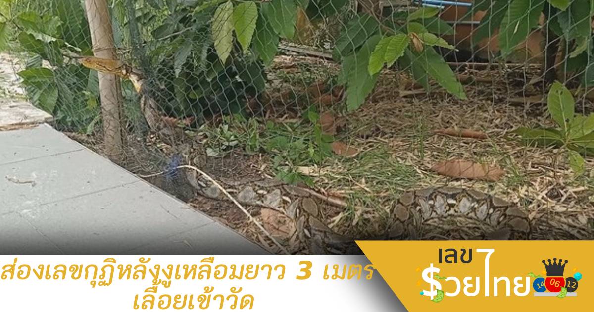 ส่องเลขกุฏิหลังงูเหลือมยาว 3 เมตร เลื้อยเข้าวัด