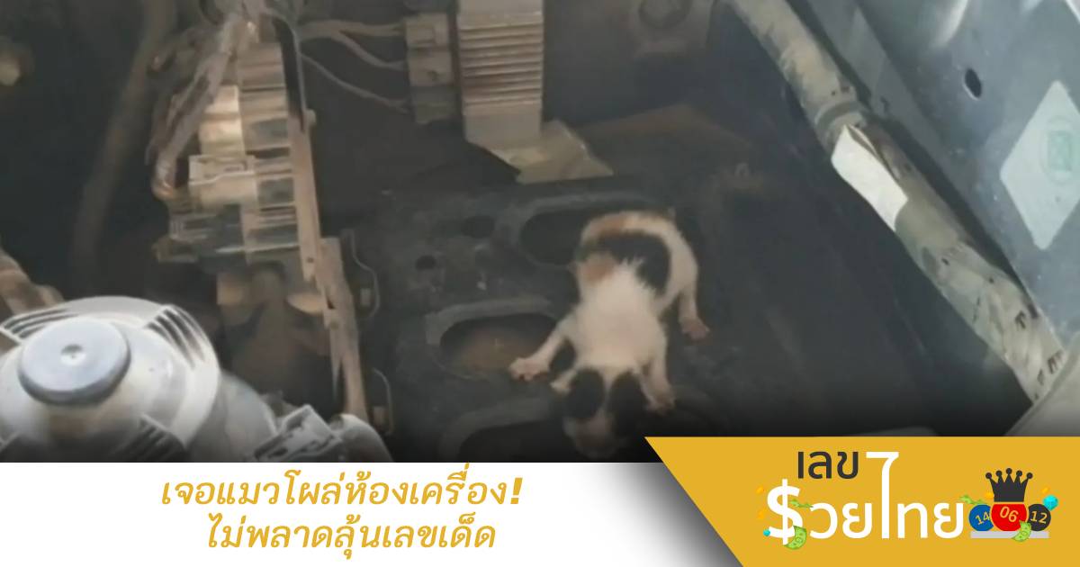 ลุ้นเลขเด็ด! ลูกแมวสามสีถูกทิ้งไว้ในห้องเครื่องรถยนต์