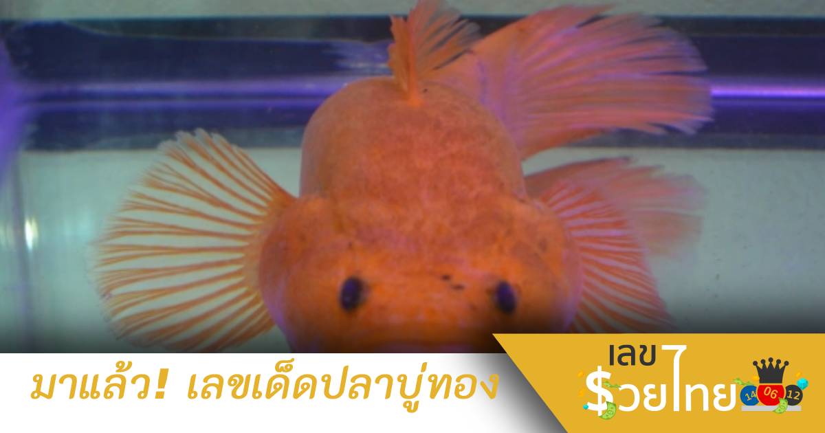 รุมส่อง “ปลาบู่ทอง” จุดธูปขอ “เลขเด็ด” เสี่ยงโชค 1 ต.ค. 65