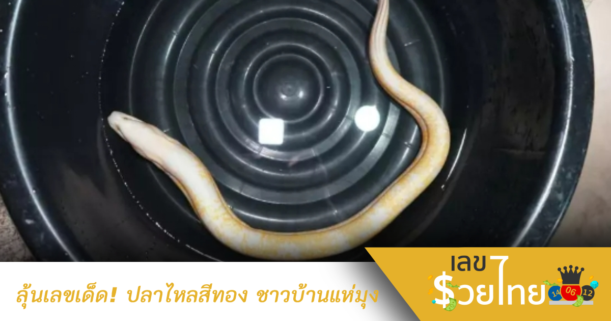 ฮือฮา ปลาไหลสีทองลายคล้ายเสือ ชาวบ้านไม่พลาดส่อง “เลขเด็ด”