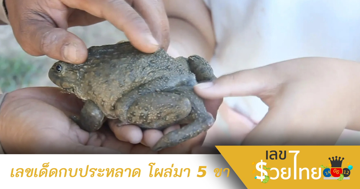 หนุ่มอุดรฯ เลี้ยงกบขาย ตะลึงเจอกบประหลาด มี 5 ขา ตั้งชื่อ “เจ้าบุญรอด”