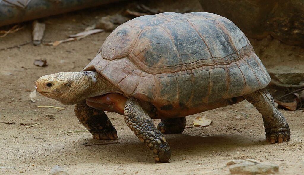  ฝันเห็นเต่าตัวใหญ่มาก