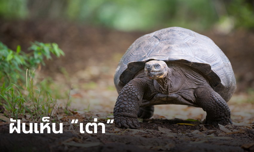  ผู้หญิง ฝันเห็นเต่า