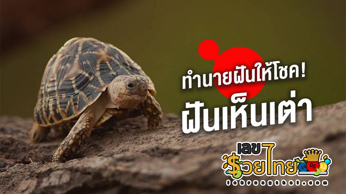 ฝันเห็นเต่าตัวใหญ่ 1 ตัว 2 ตัว เต่าหลายตัว เลขเด็ด ทำนายฝันพร้อมเลขเด็ด โชคมาช้าแต่ชัวร์นะ ไปดูกันเลย