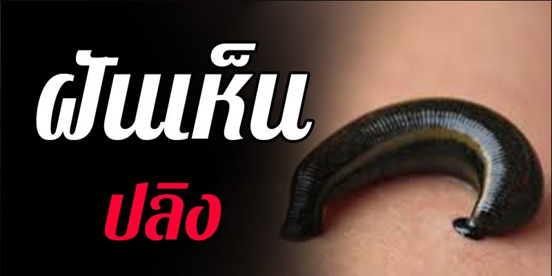 ฝันว่าปลิงกัดเลือดไหล