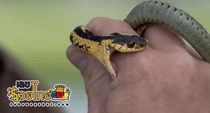 ฝันเห็นงูเหลือมตัวใหญ่มากเลขอะไร-lekruaythai.com