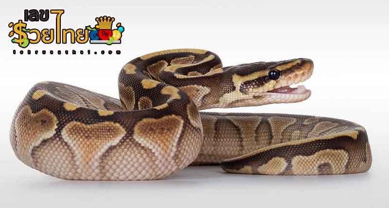 ฝันเห็นงูเหลือมตัวใหญ่-lekruaythai.com