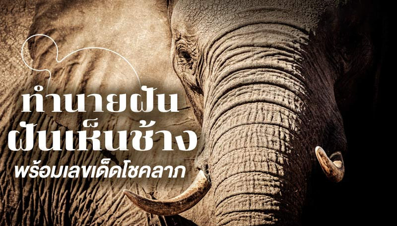  ฝันเห็นช้างไล่