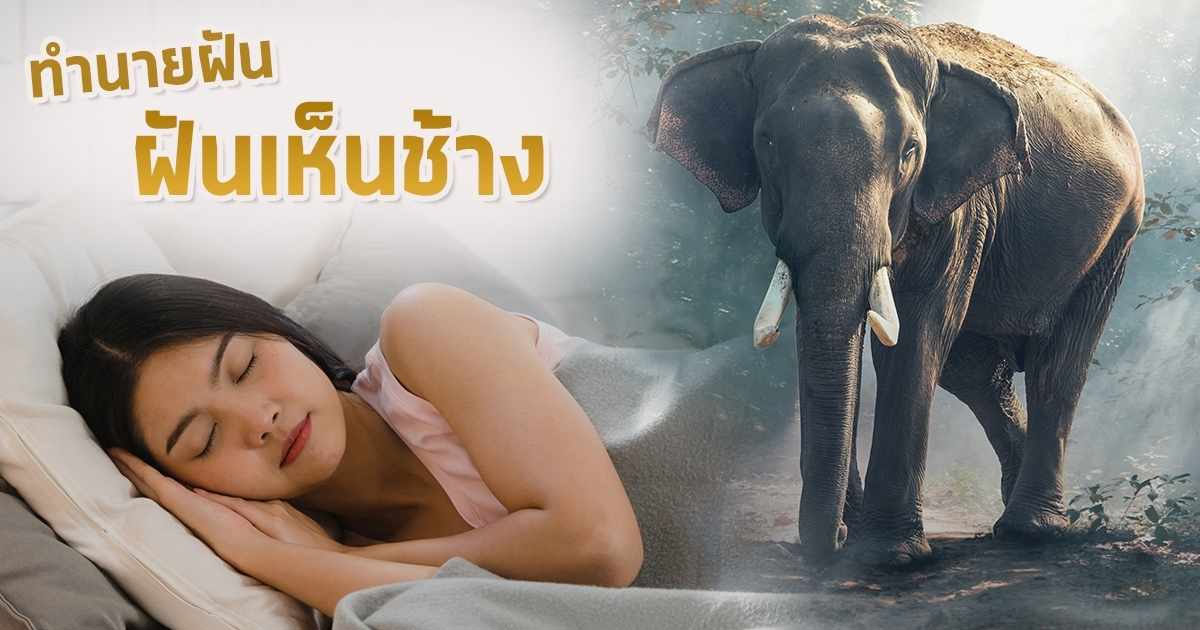  ฝันเห็นช้าง2เชือก