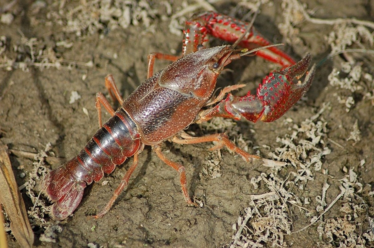 ฝันว่าจับกุ้งในคลอง