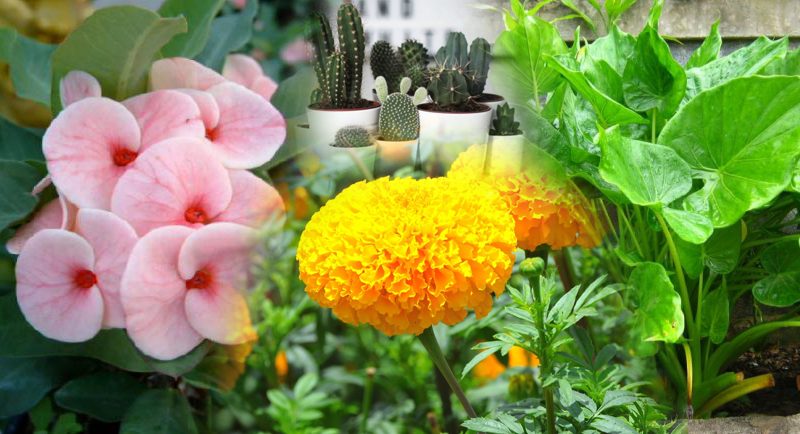  ต้นไม้มงคลปลูกในบ้านแล้วดี 