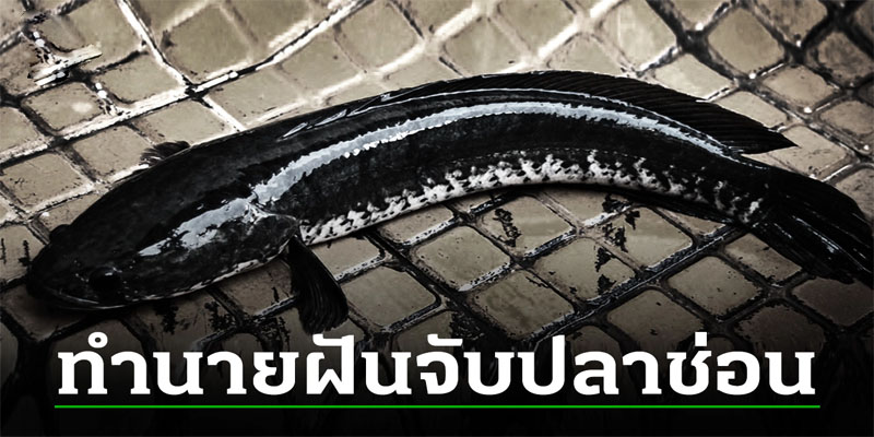 ฝันว่าได้จับปลาช่อน