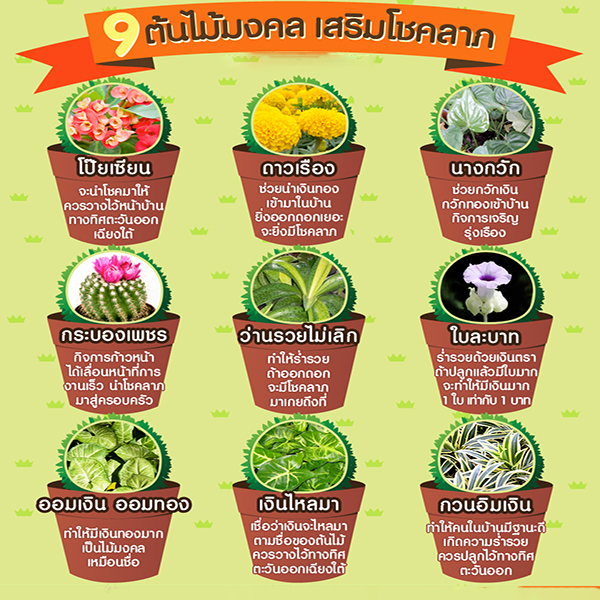 9ต้นไม้ มงคล เสริมดวง