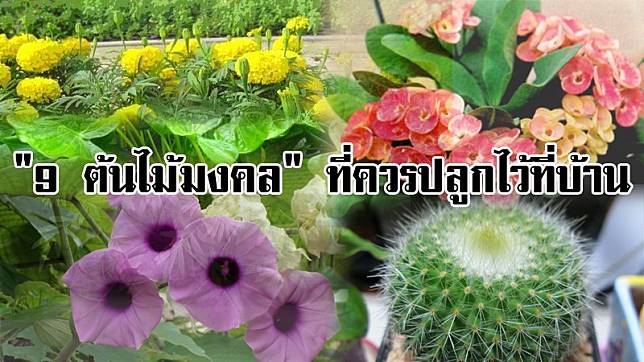 ดอกไม้มงคล 9 อย่าง
