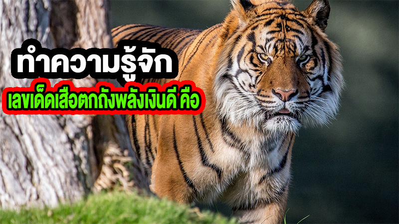 หวยเสือตกถังพลังเงินดี