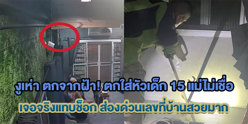 งูเห่า