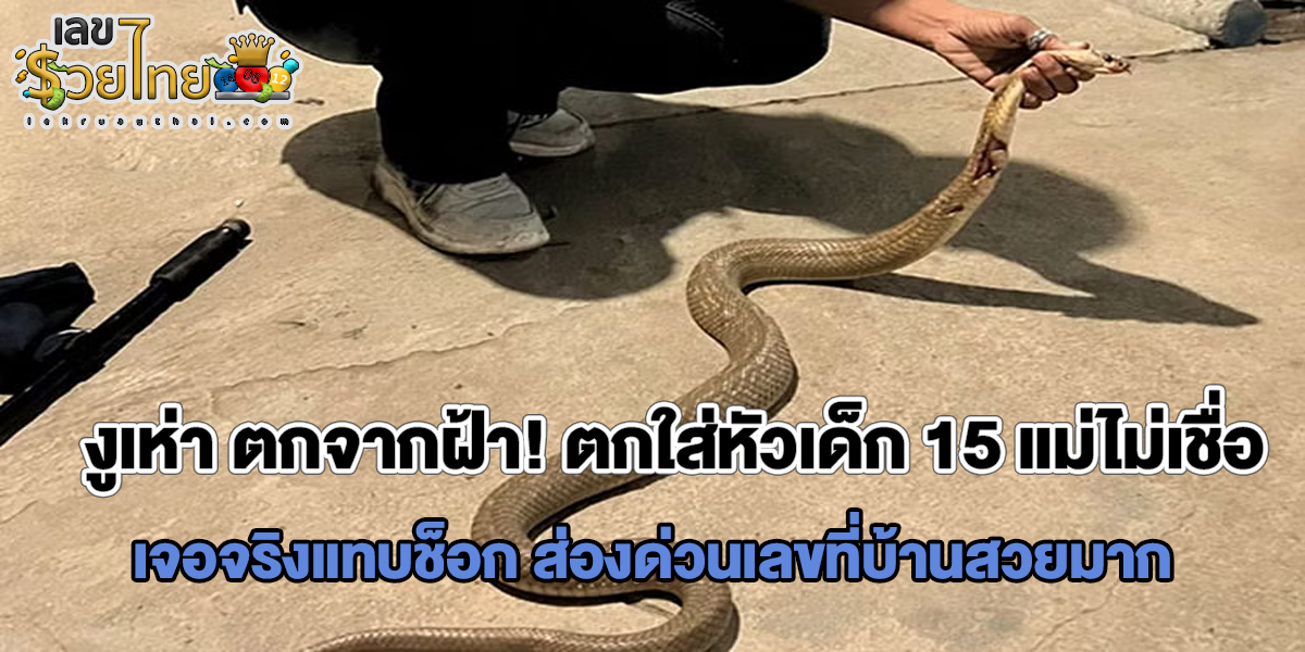 งูเห่า ตกจากฝ้า! ตกใส่หัวเด็ก 15 แม่ไม่เชื่อ เจอจริงแทบช็อก ส่องด่วนเลขที่บ้านสวยมาก
