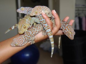 ฝันเห็นตุ๊กแกเกาะหลัง-lekruaythai