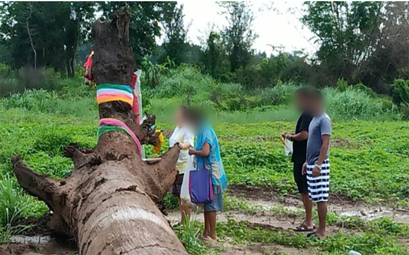 ถูกหวยรางวัลใหญ่30ใบ