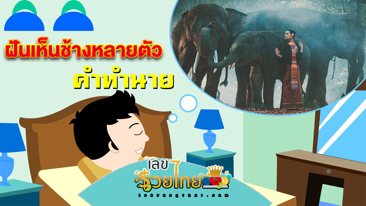 ทำนาย ฝันเห็นช้างหลายตัว มีความโชคดีหรือโชคร้าย พร้อมแนะนำเลขเด็ด ดูดวงคำทำนายฝันแม่น ๆ