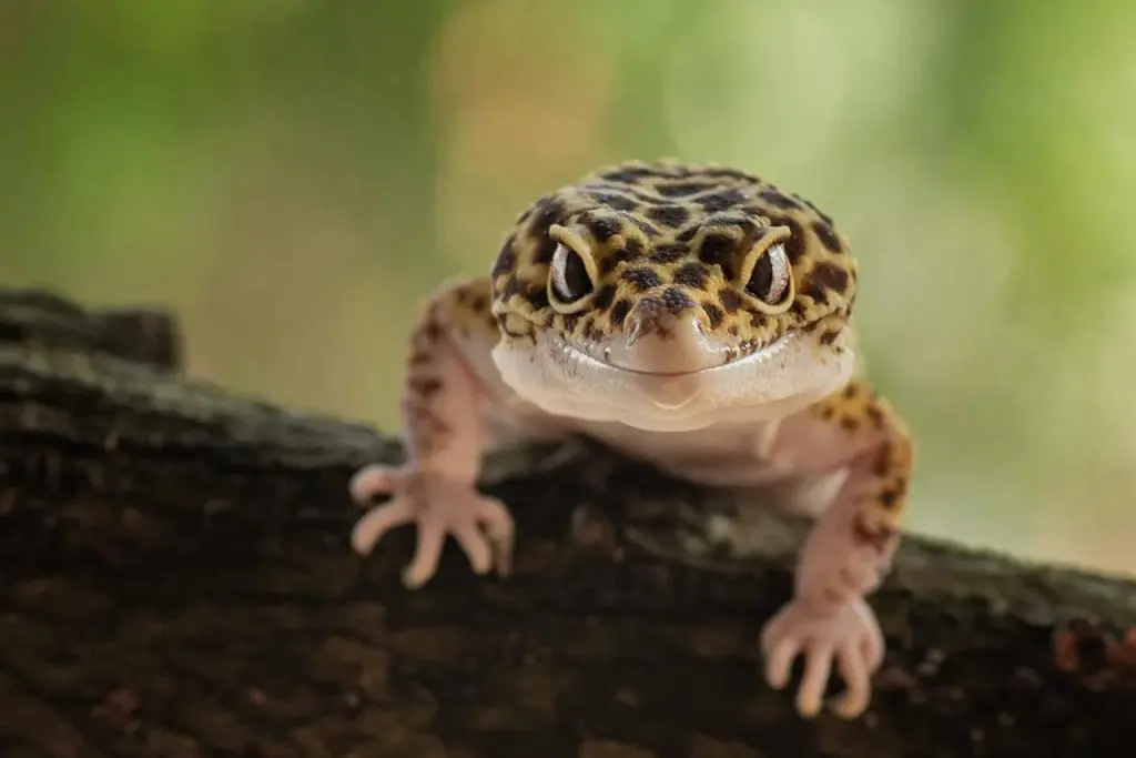 ฝันเห็นตุ๊กแกตัวใหญ่ - lekruaythai