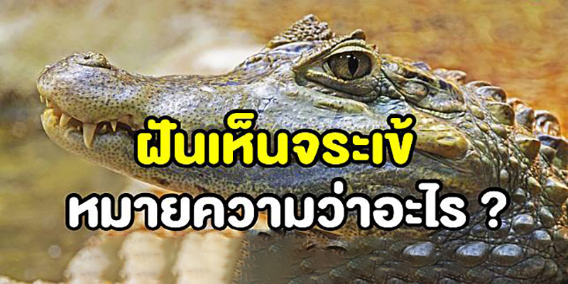 ฝันเห็นจระเข้ 