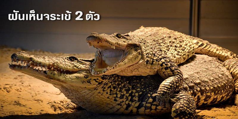 ฝันเห็นจระเข้ตัวใหญ่ 2 ตัว