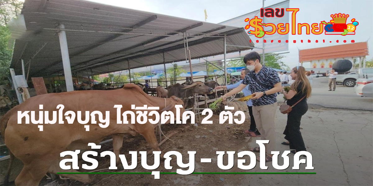 หนุ่มใจบุญ ไถ่ชีวิตโค ถวายวัดดัง พร้อมลุ้นโชค 1 กรกฏาคม 2566 ลุ้น “เลขเด็ดงวดนี้”