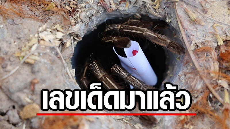 พญาบึ้ง 