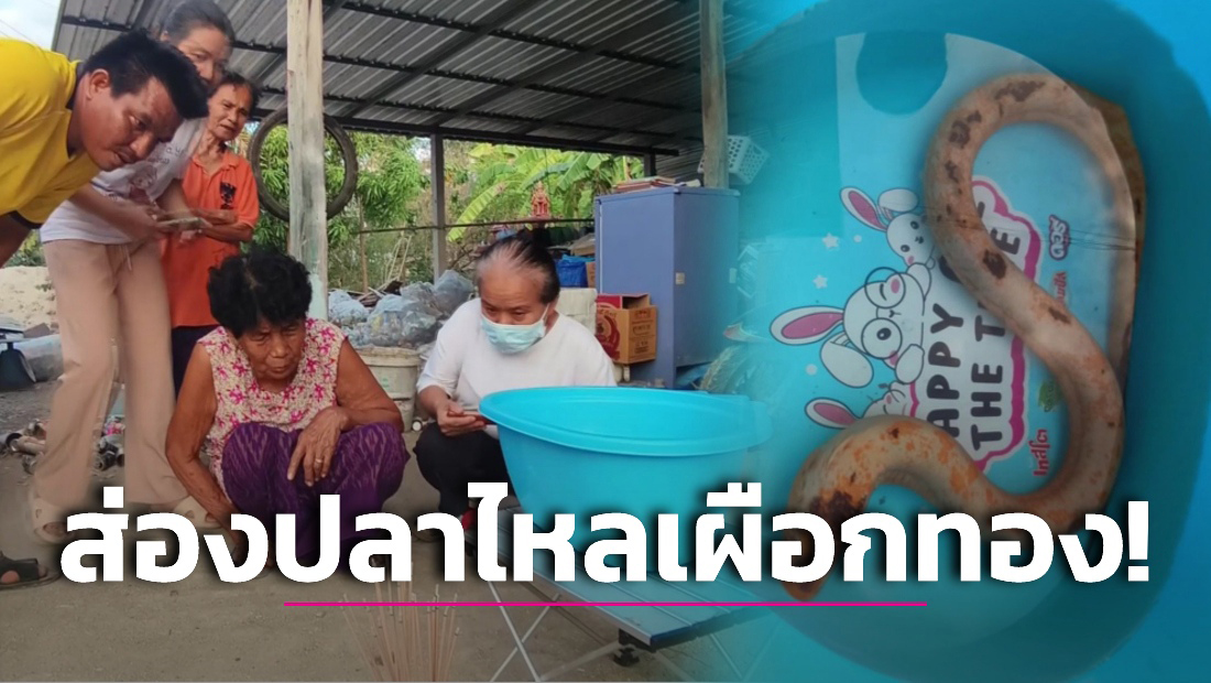 ปลาไหลเผือกให้โชค