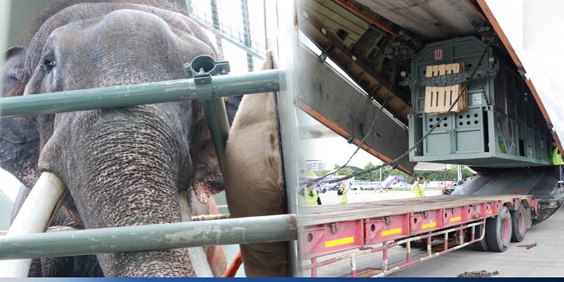 ส่งช้างกลับบ้าน