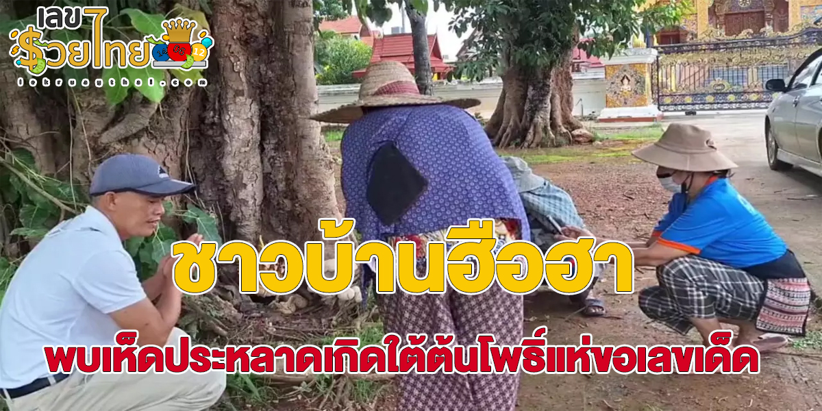 เห็ดใต้ต้นโพธิ์ แห่ขอ “เลขเด็ด” ลุ้นโชค เห็ดใต้ต้นโพธิ์มีจำนวนดอกเท่าเศียรพญานาค