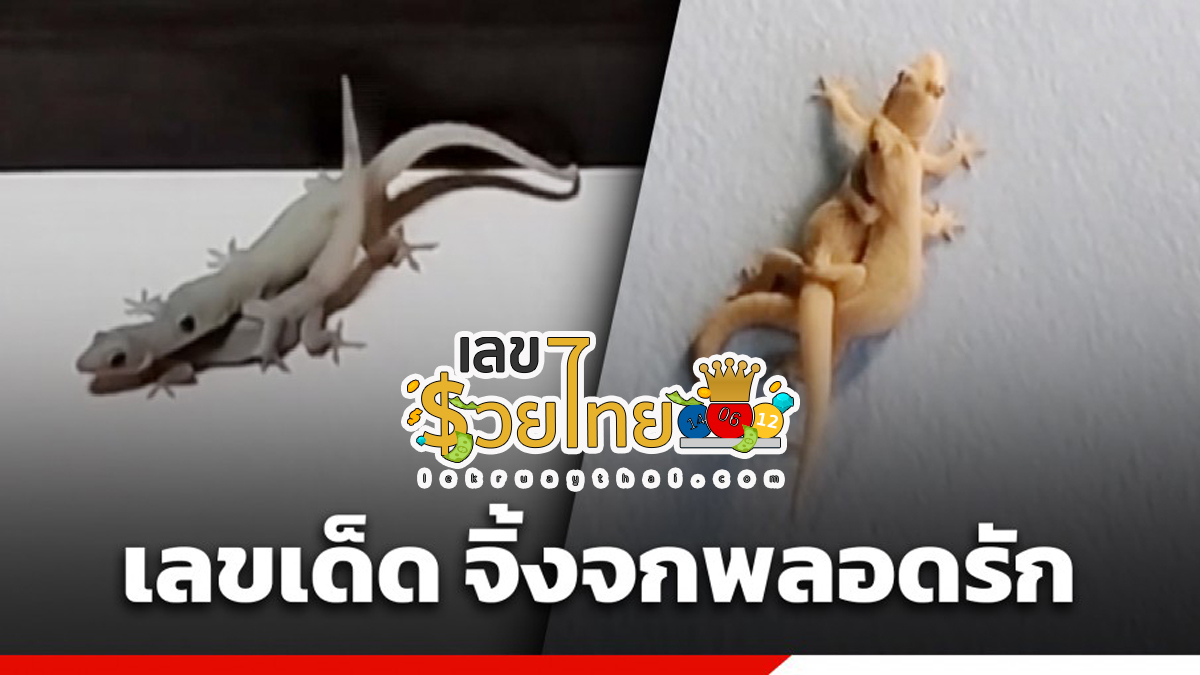 เจอจิ้งจกพลอดรัก คอหวยเชื่อมาให้โชค จิ้งจกให้โชค สุดเฮง! ตีเลขเด็ดจิ้งจกตรงเป๊ะ แห่ตีเลขเด็ด บ้านเลขที่ลุ้นโชค