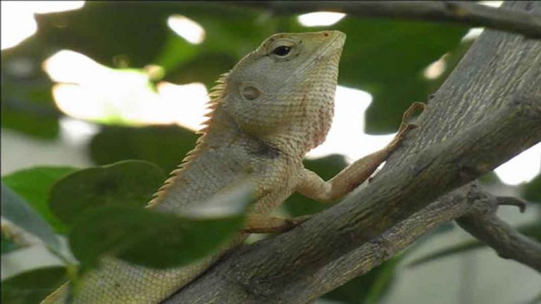 ฝันเห็นกิ้งก่า - lekruaythai