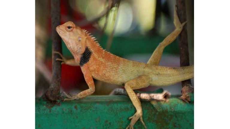 ฝันว่าจับกิ้งก่าได้1ตัว - lekruaythai