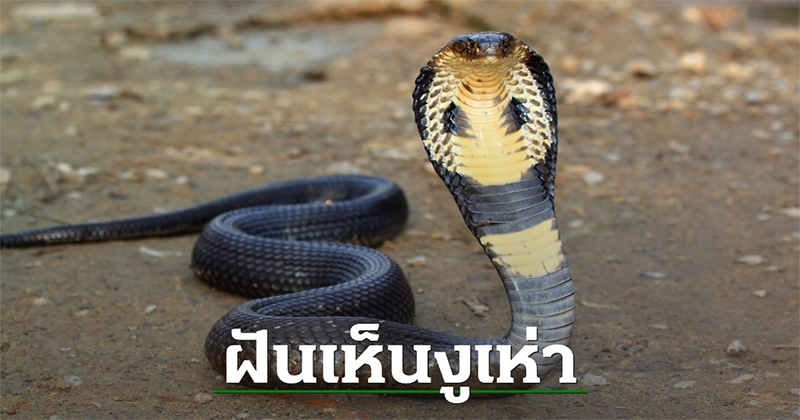 ฝันเห็นงูแผ่แม่เบี้ย 