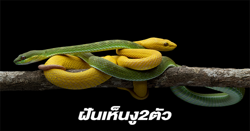 ฝันเห็นงู 2 ตัว