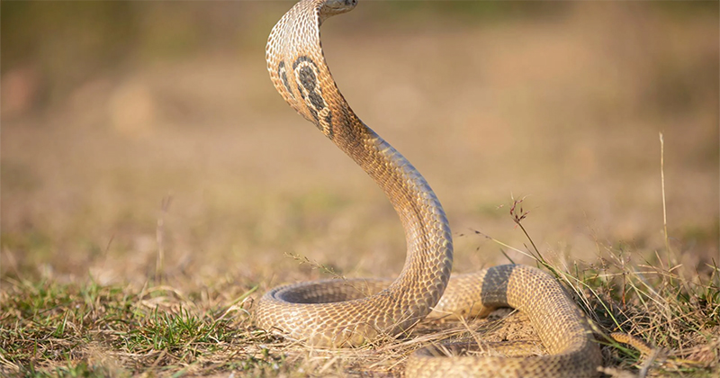 ฝันเห็นงูแผ่แม่เบี้ย 