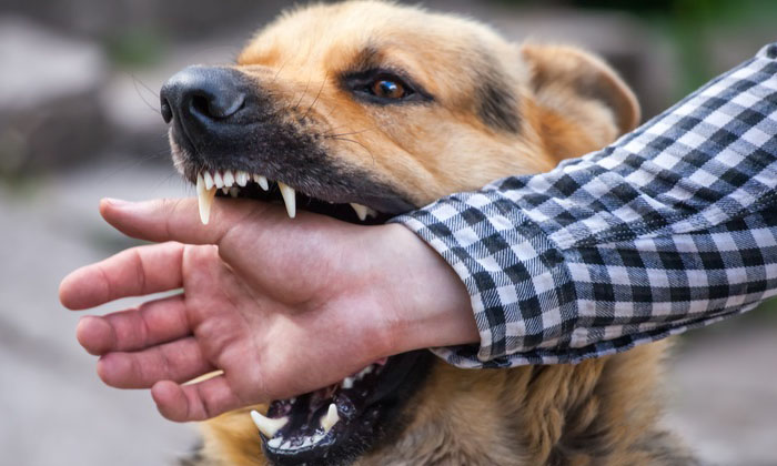 ฝันว่าหมากัด