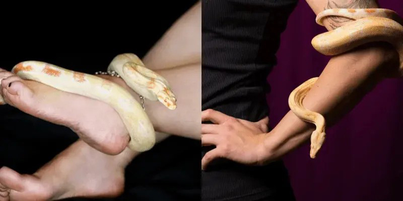 ฝันเห็นงูรัดตัว