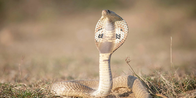 ฝันว่างูแผ่แม่เบี้ยใส่