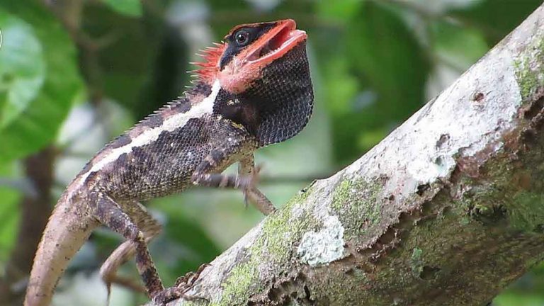 ฝันว่ากิ้งก่าเกาะตัว - lekruaythai