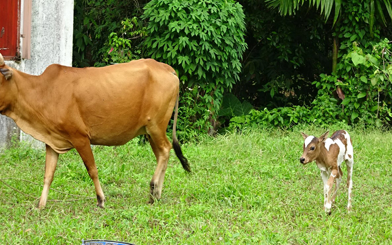 ตำราโบราณ-lekruaythai.com