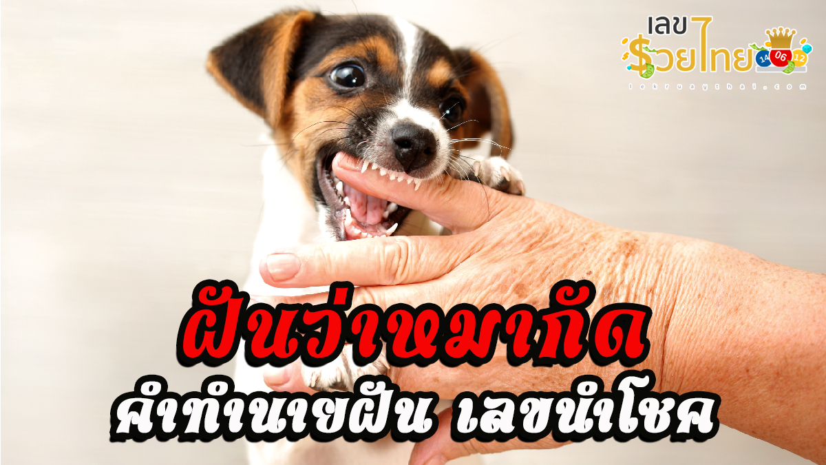 ฝันว่าหมากัด มีความหมายว่าอะไร lekruaythai.com มีคำตอบให้ ไปดูทำนายความฝันกันเลย ?